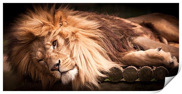 Cant be bothered - lion Print by Simon Wrigglesworth