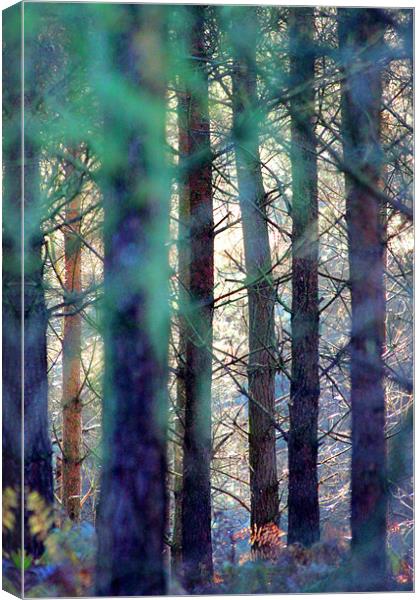 Forest colours Canvas Print by Gavin Wilson