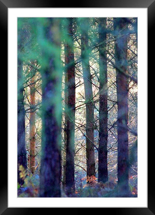 Forest colours Framed Mounted Print by Gavin Wilson