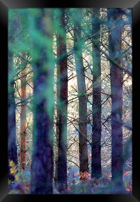 Forest colours Framed Print by Gavin Wilson