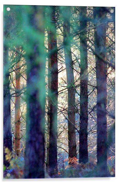 Forest colours Acrylic by Gavin Wilson