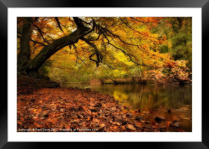 Nidd Gorge in Autumn Framed Mounted Print by Paul Davis