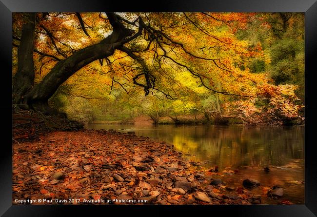 Nidd Gorge in Autumn Framed Print by Paul Davis