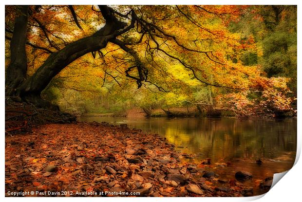 Nidd Gorge in Autumn Print by Paul Davis