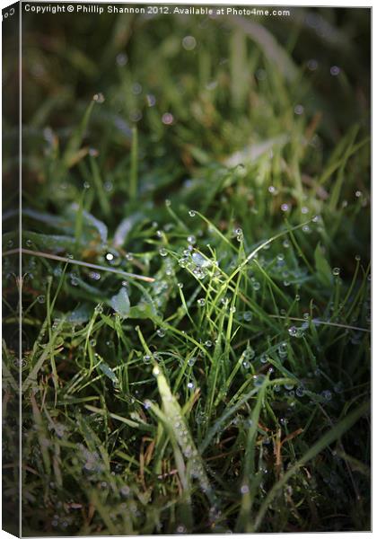 Morning Dew Canvas Print by Phillip Shannon