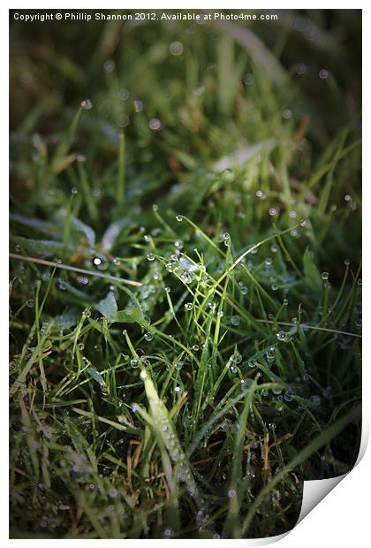 Morning Dew Print by Phillip Shannon