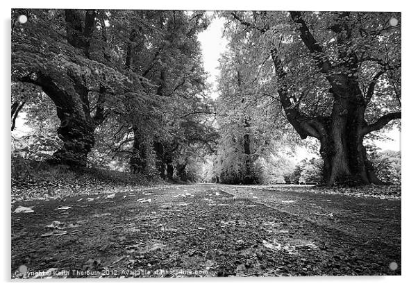 Gifford Tree Line Acrylic by Keith Thorburn EFIAP/b