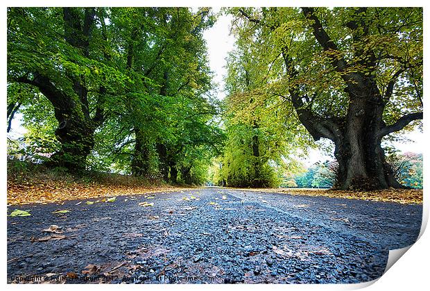 Gifford Park Tree Line Print by Keith Thorburn EFIAP/b