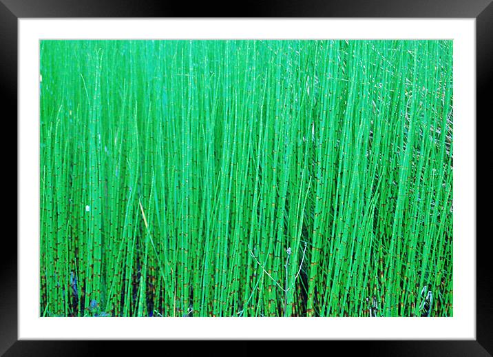 green bamboo Framed Mounted Print by eric carpenter