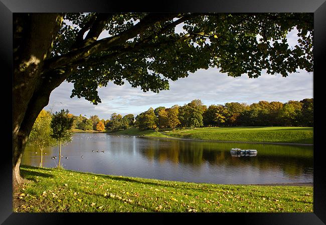 Sefton Park boating lake Framed Print by Paul Farrell Photography