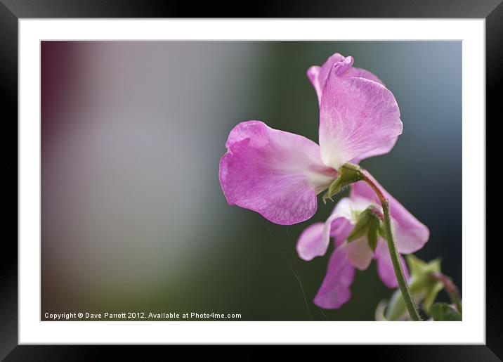 Love is a Sweet Pea - Lathyrus odoratus Framed Mounted Print by Daves Photography