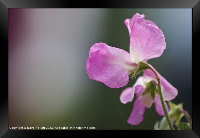 Love is a Sweet Pea - Lathyrus odoratus Framed Print by Daves Photography