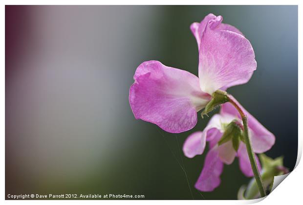 Love is a Sweet Pea - Lathyrus odoratus Print by Daves Photography