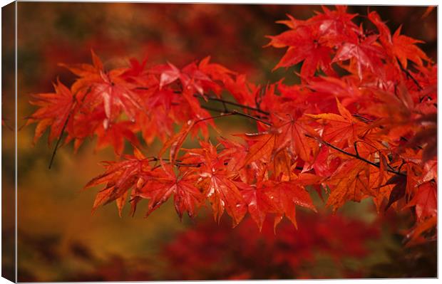 Red Acer Canvas Print by Dawn Cox
