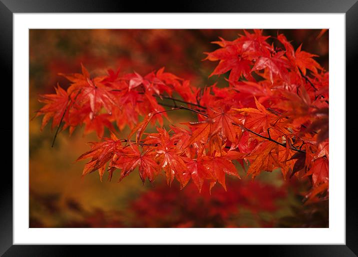 Red Acer Framed Mounted Print by Dawn Cox