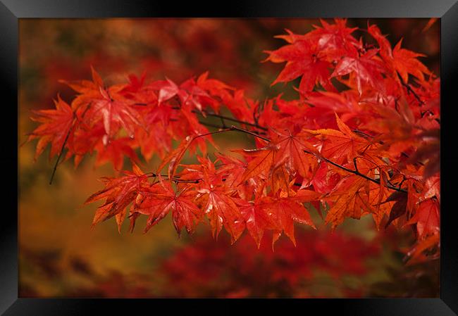 Red Acer Framed Print by Dawn Cox