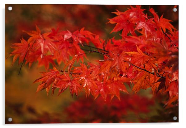 Red Acer Acrylic by Dawn Cox