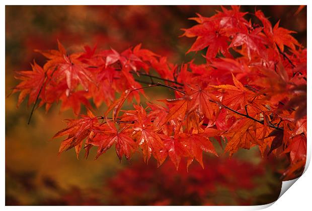 Red Acer Print by Dawn Cox