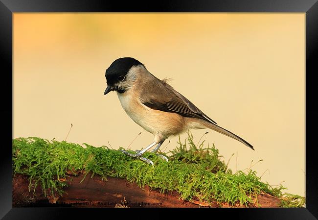 Willow Tit - Poecile montanus Framed Print by Debbie Metcalfe