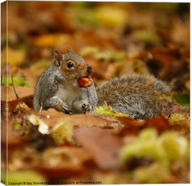 Grey squirrel with chestnut in autumn leaves Canvas Print by Izzy Standbridge