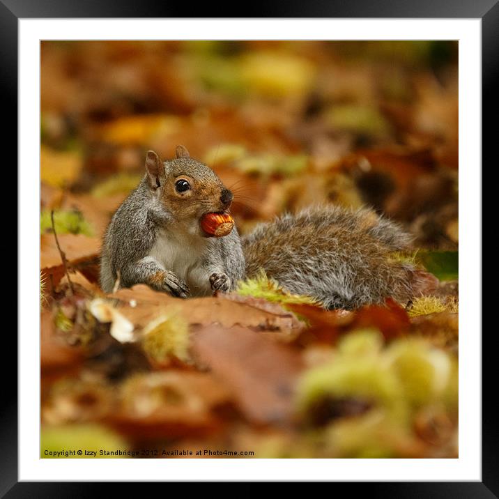 Grey squirrel with chestnut in autumn leaves Framed Mounted Print by Izzy Standbridge