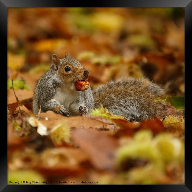 Grey squirrel with chestnut in autumn leaves Framed Print by Izzy Standbridge