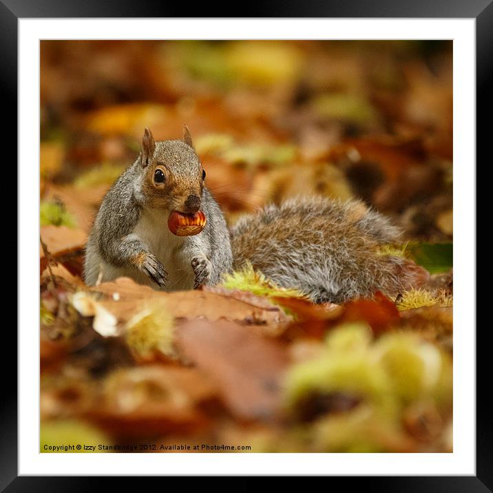 Squirrel with chestnut in autumn leaves Framed Mounted Print by Izzy Standbridge