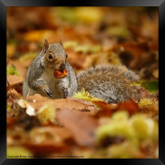 Squirrel with chestnut in autumn leaves Framed Print by Izzy Standbridge
