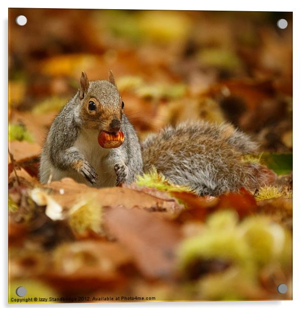 Squirrel with chestnut in autumn leaves Acrylic by Izzy Standbridge