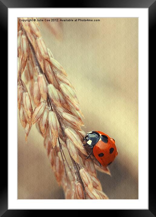 7 Spotted Ladybird Framed Mounted Print by Julie Coe