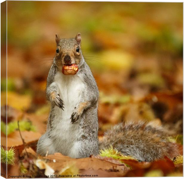 Squirrel with chestnut in autumn leaves Canvas Print by Izzy Standbridge