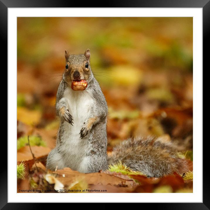Squirrel with chestnut in autumn leaves Framed Mounted Print by Izzy Standbridge