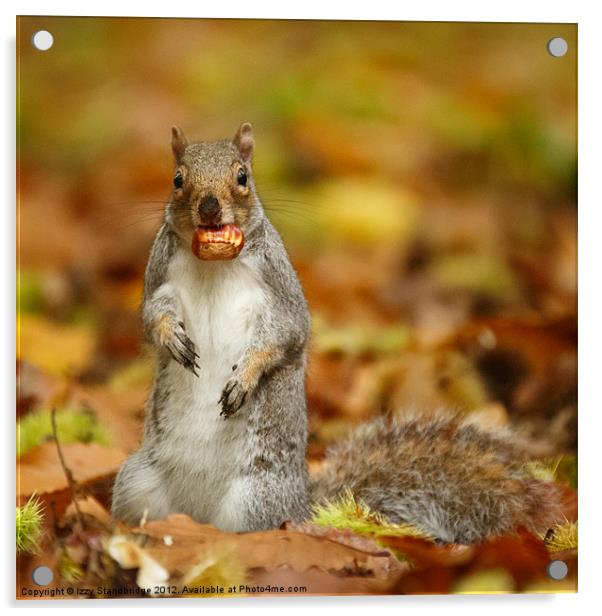 Squirrel with chestnut in autumn leaves Acrylic by Izzy Standbridge