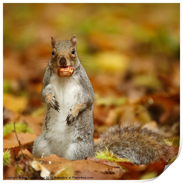 Squirrel with chestnut in autumn leaves Print by Izzy Standbridge