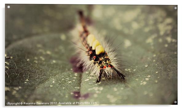 Caterpillar On A Leaf Acrylic by Rosanna Zavanaiu