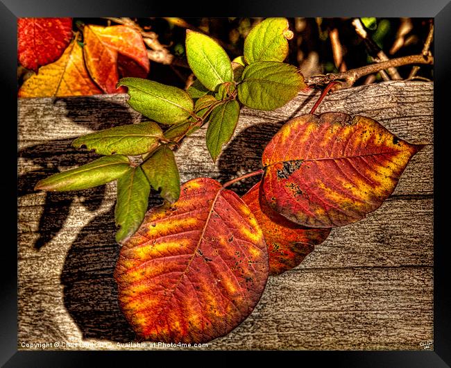 Autumn Leaves Framed Print by Chris Lord