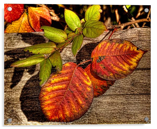 Autumn Leaves Acrylic by Chris Lord
