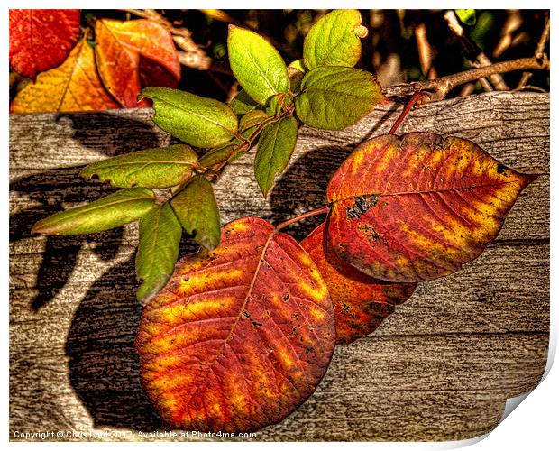 Autumn Leaves Print by Chris Lord