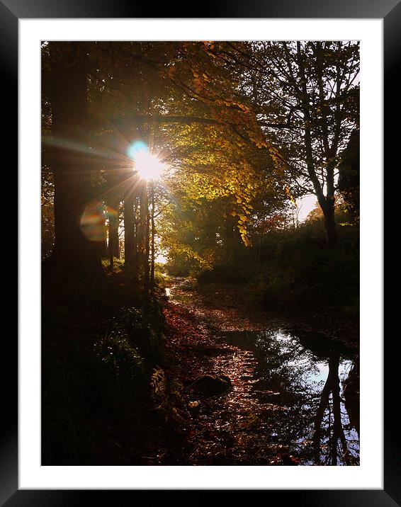 reflections of Autumn Framed Mounted Print by David Ingram