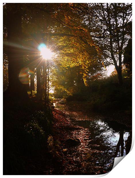 reflections of Autumn Print by David Ingram
