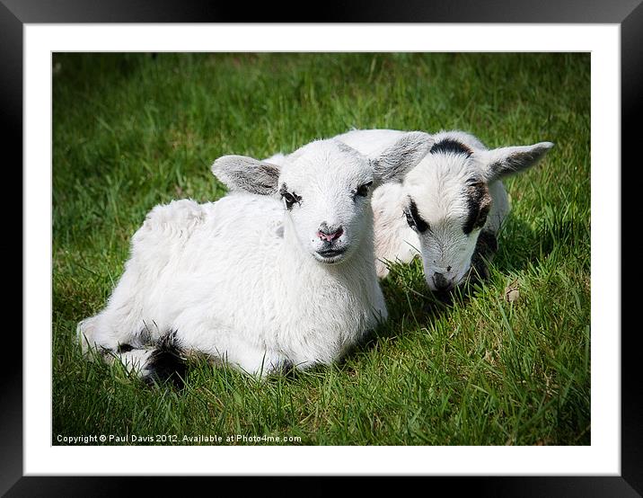Two lambs Framed Mounted Print by Paul Davis
