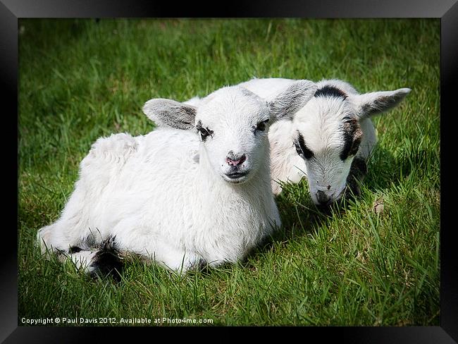 Two lambs Framed Print by Paul Davis