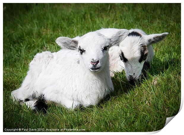 Two lambs Print by Paul Davis