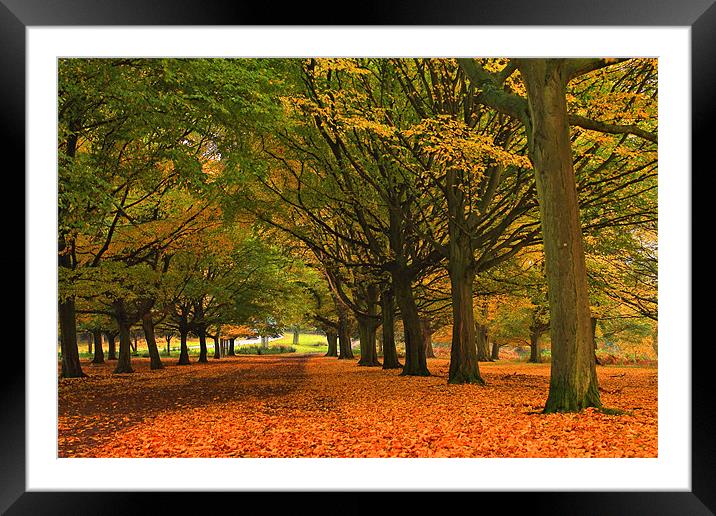 Fall in Richmond Park Framed Mounted Print by Janusz Miarka