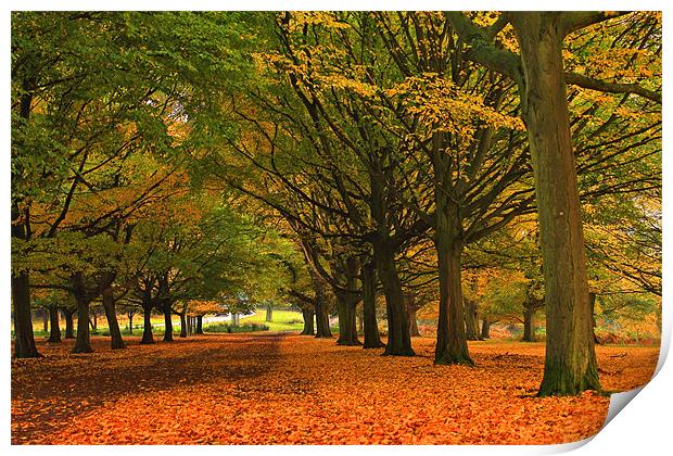 Fall in Richmond Park Print by Janusz Miarka