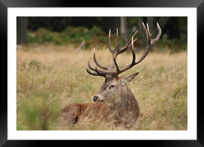 Deer Framed Mounted Print by Janusz Miarka