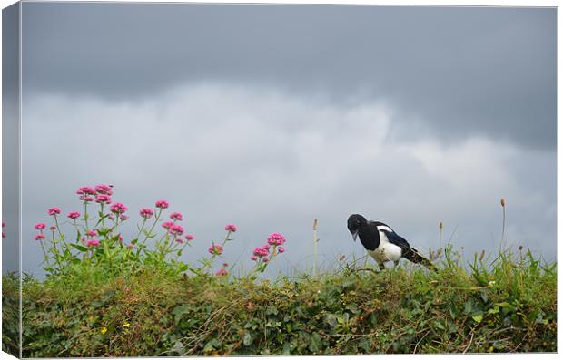Magpie and wild flowers Canvas Print by Malcolm Snook