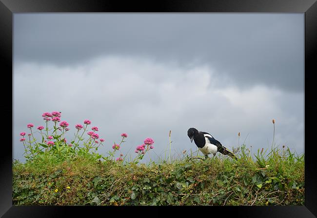 Magpie and wild flowers Framed Print by Malcolm Snook