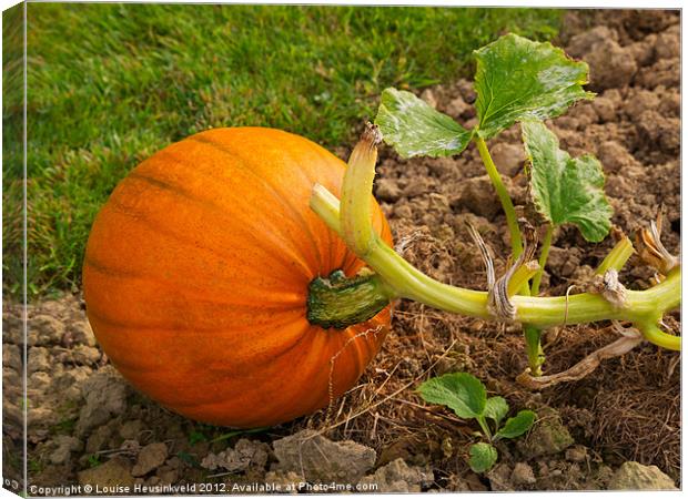 Ripe pumpkin in a garden plot. Canvas Print by Louise Heusinkveld