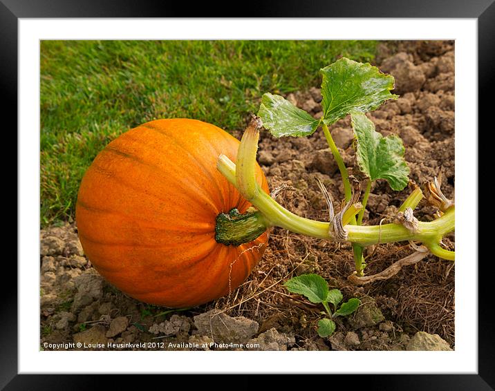Ripe pumpkin in a garden plot. Framed Mounted Print by Louise Heusinkveld